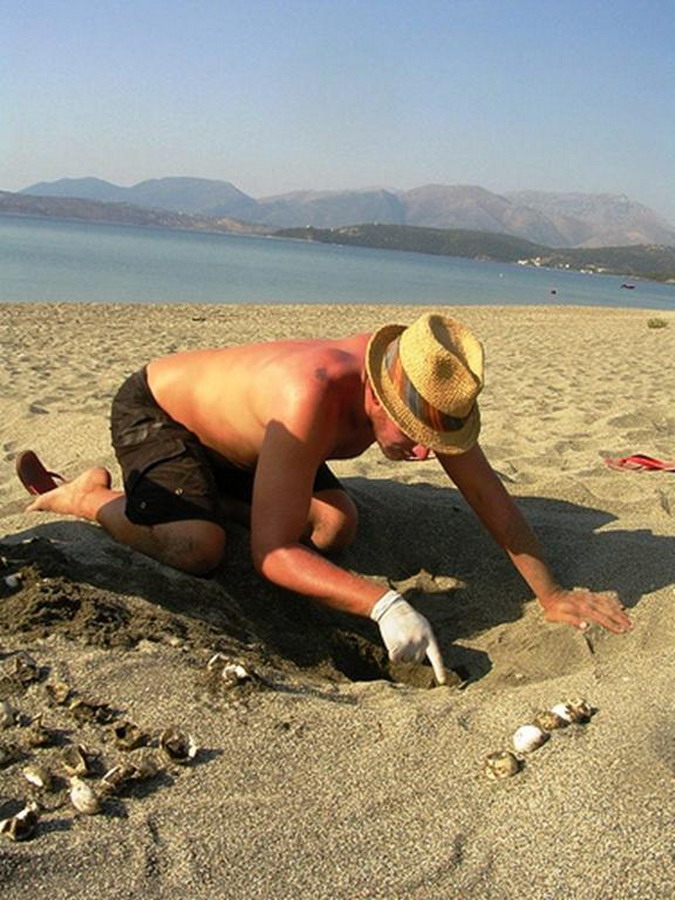  Kornjače CarettaCaretta 